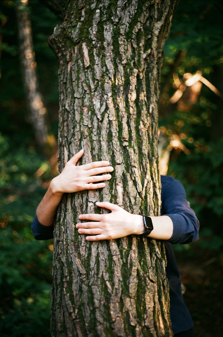 Trädvård , arborist , beskärning , stockholm