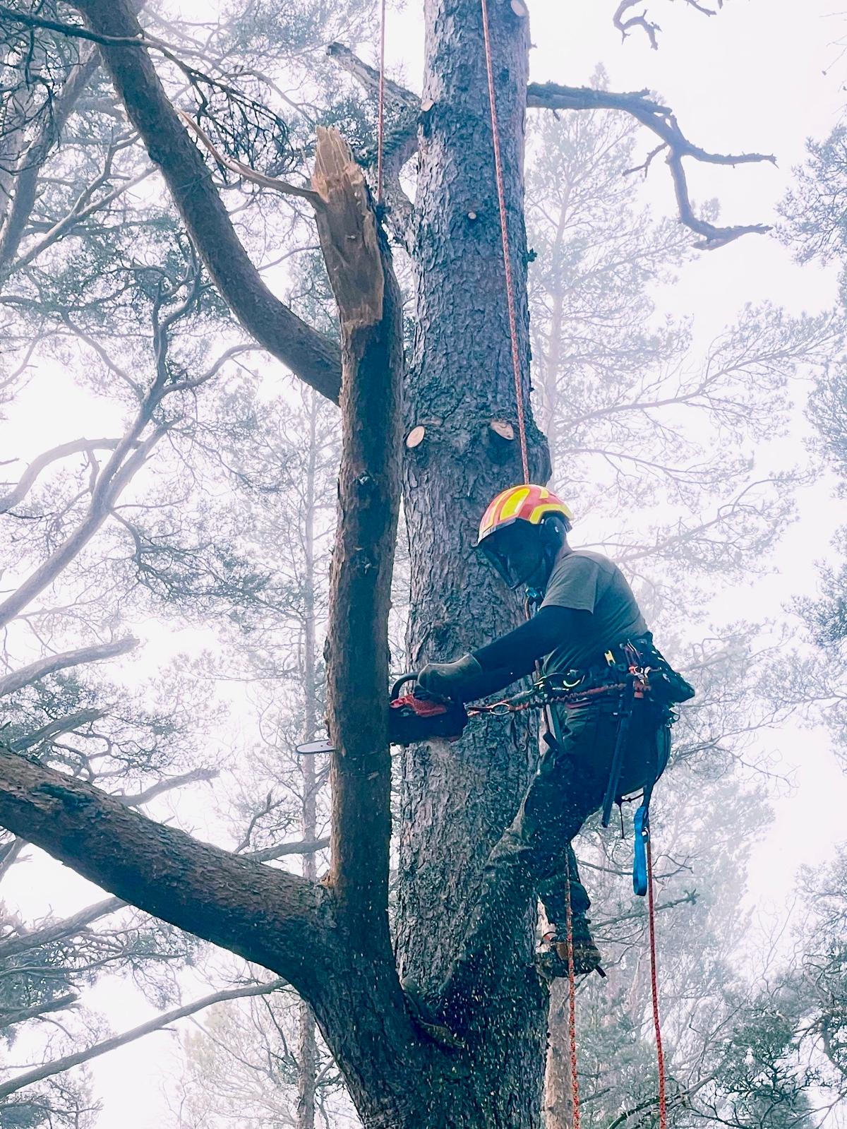 Beskärning , sektionsfällning , arborist , trädvård