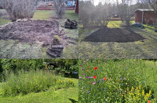 Rivning gammal växthus grund, anläggning ängsblommor.