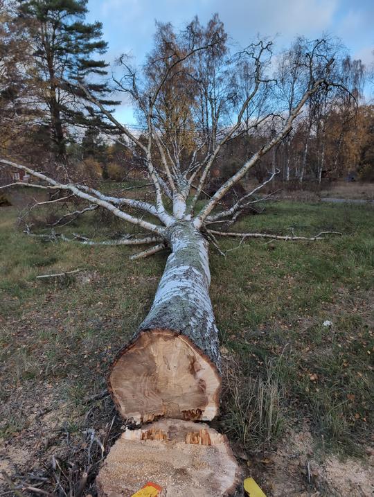 Markfällning av björk, angripen av piptoporus betulinus svamp