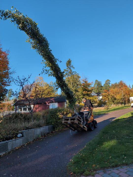 Vi kan hjälpa er med plantering av små som stora träd.